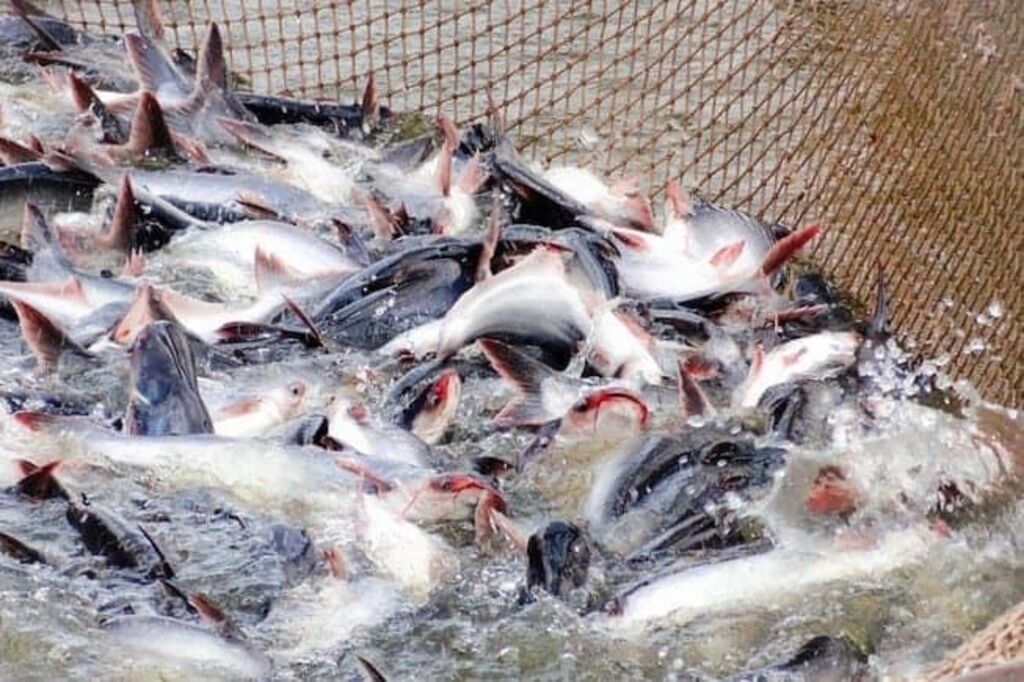 Aquaculture 1